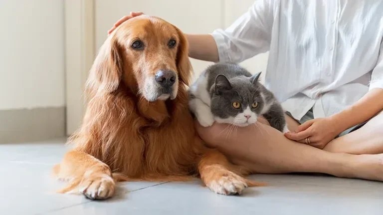10 Tips for Caring for a Recumbent Pet