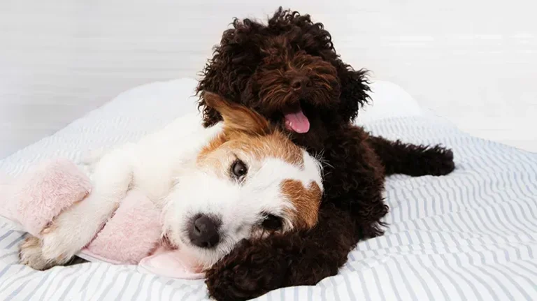 12 Dog Breeds That Don't Really Live Up to Their Names