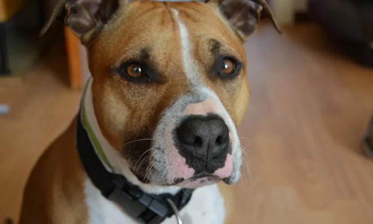 15 Little Clues Your Dog Is Genuinely Happy With Its Life