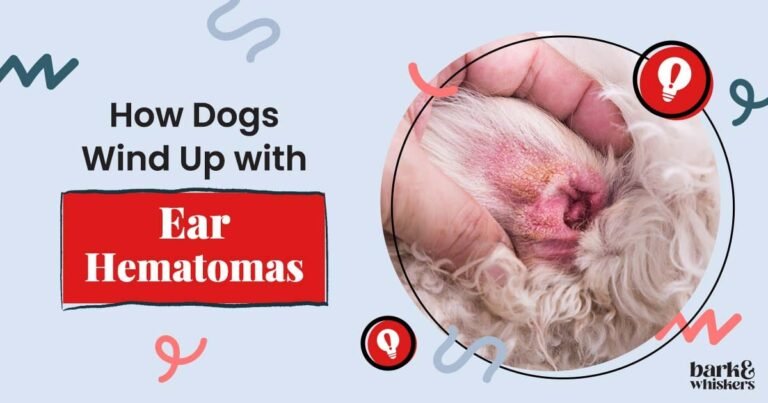 Ear Hematomas in Dogs - Causes and Treatment