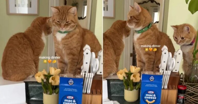 3 Cats Supervise as Owner Makes Dinner in Adorable Video