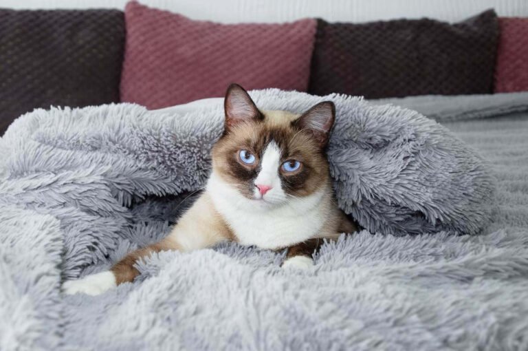 Purebred Snowshoe Cat Lies on a Bed Cover with a Fur Blanket