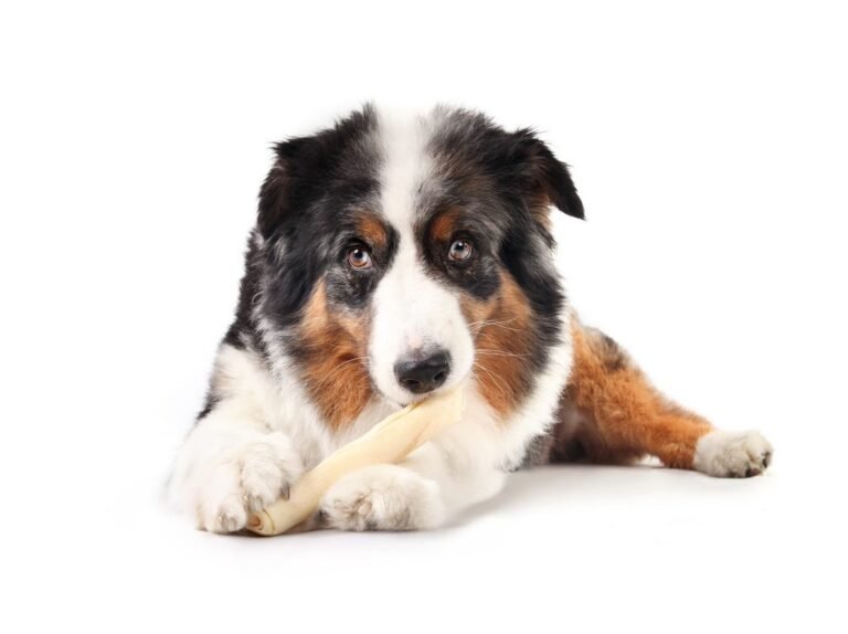 Dog with bone. Recognizing Resource Guarding Behaviors in Dogs