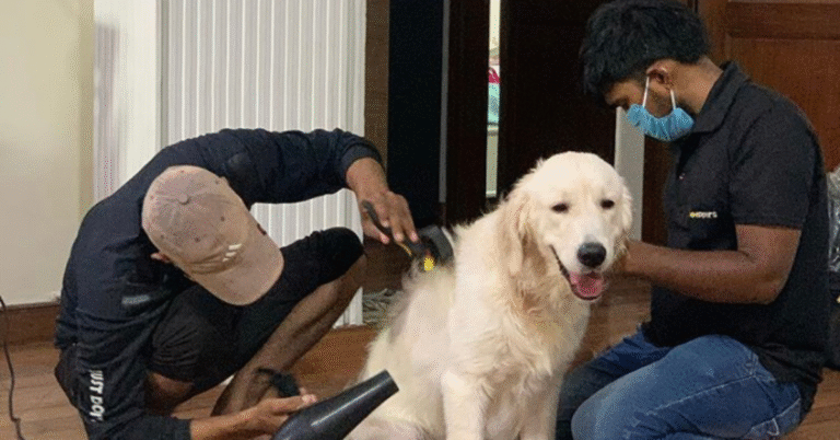 How PetPipers Is Empowering Pet Groomers With Skills, Dignity & Better Pay
