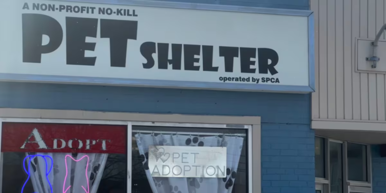 Animal shelter shares tips to keep pets safe during dangerous cold temperatures