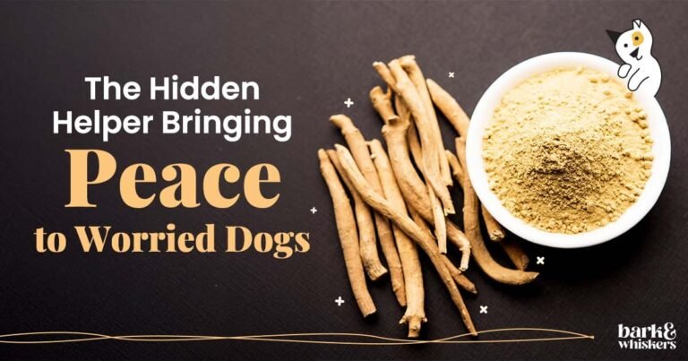 Ashwagandha for Dogs - Natural Calm and Stress Relief