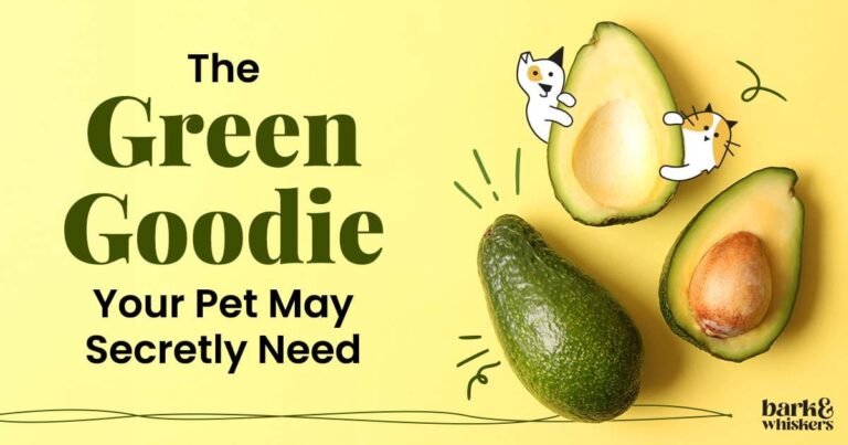 Can Pets Eat Avocado?