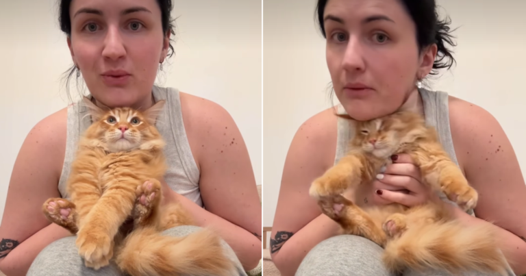 Cat Gets Alternate Sleeping Arrangement When Owner Can't Hold Him