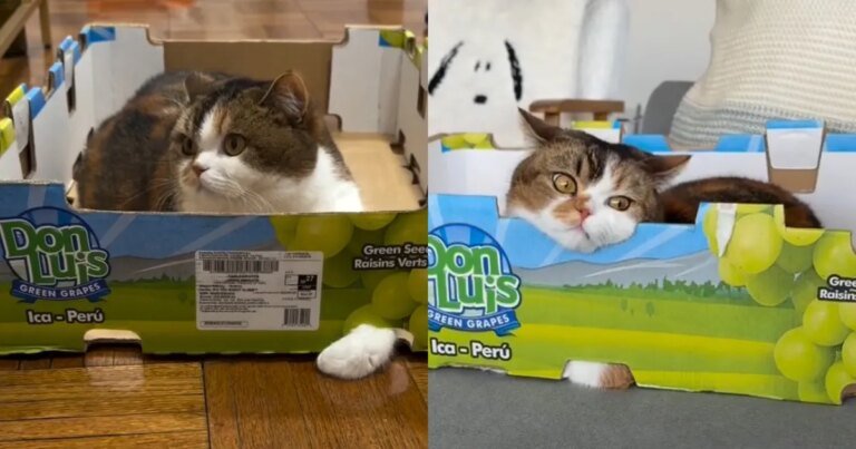 Cat Gets Extremely Attached to a Box in Adorable Video
