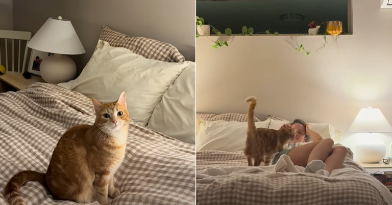 Cat Is Looking for Snuggles in Adorable Viral Video