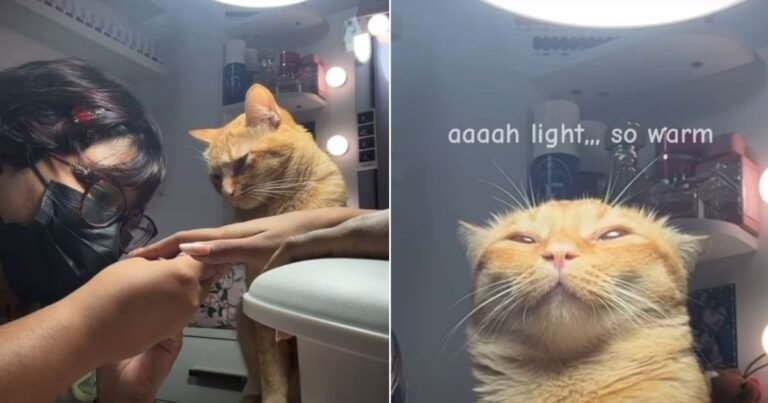Cat Is an Excellent Nail Tech Assistant in Viral Video