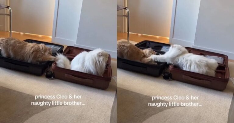 Cat Siblings Can’t Go a Moment Without Getting on Each Other’s Nerves