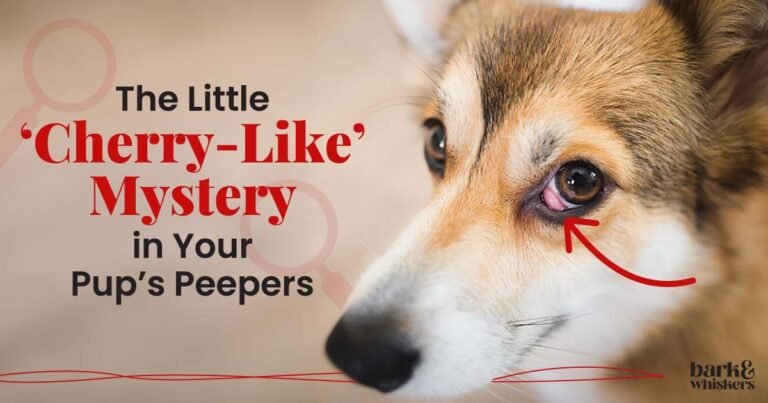 Cherry Eye in Dogs - Causes, Surgery, Recovery