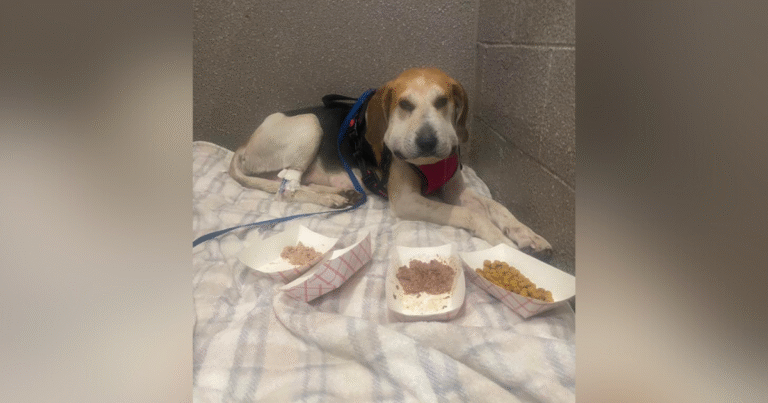 Dog found with wire wrapped around neck in New Kent; vet working to save her