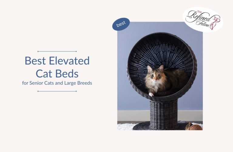 Elevated Cat Beds for Senior Cats & Large Breeds