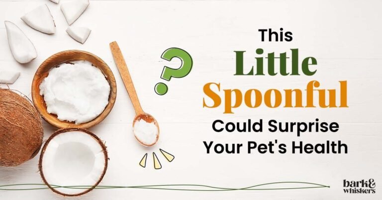 How Coconut Oil Can Benefit Your Pet