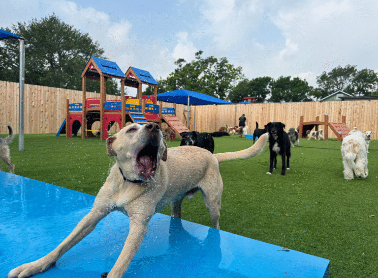 Happy dogs playing cage-free at Wag’n World Houston dog daycare and boarding facility, enjoying supervised indoor and outdoor play, climate-controlled spaces, live webcams, professional grooming, and community-focused pet care that supports local Houston businesses, rescue organizations, and neighborhood events.