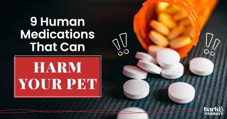 Human Medications That Can Be Deadly for Pets