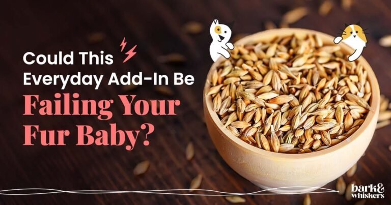 Is Barley Safe for Your Pets?