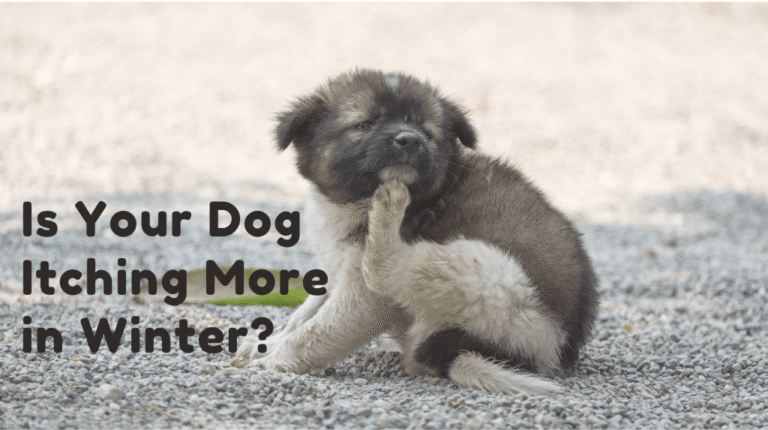 Is Your Dog Itching More in Winter? Skin & Coat Problems Explained