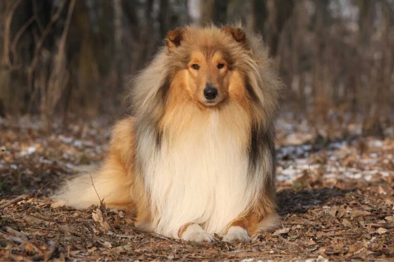 Most Dog Owners Brush Off These Warning Signs — Don’t Be One of Them