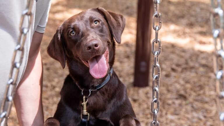 New on-campus veterinary clinic means faster care for service dogs at K9s For Warriors