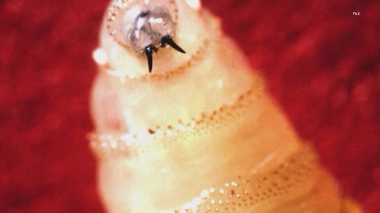 New world screwworm nears US, triggering CDC health advisory