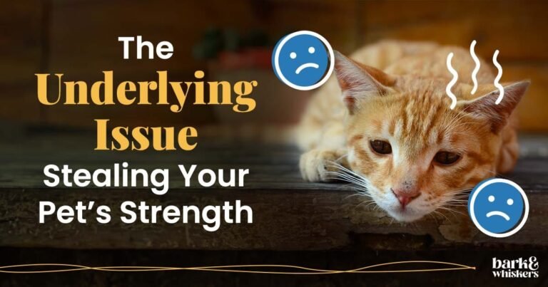 Pet Iron Deficiency Anemia Linked to Gut Disease