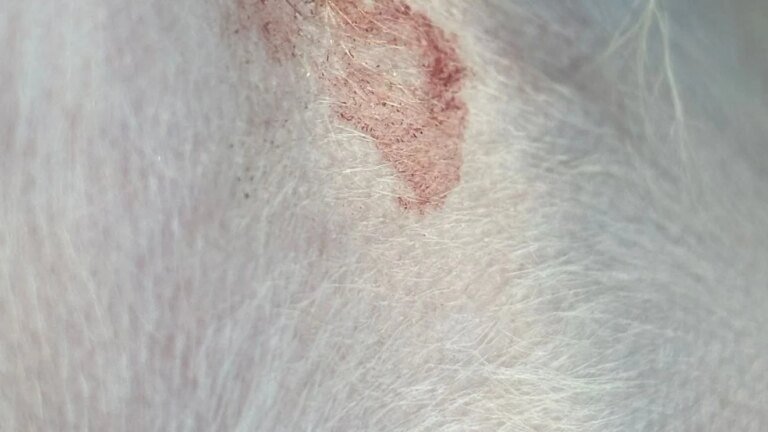 Pet safety questions raised after Fresno grooming incident; both sides respond station icon