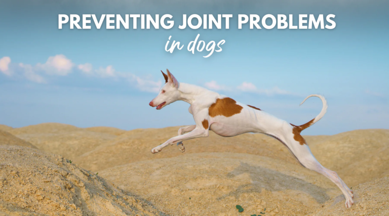 Preventing Joint Problems in Dogs – Dr. Dobias Healing Solutions