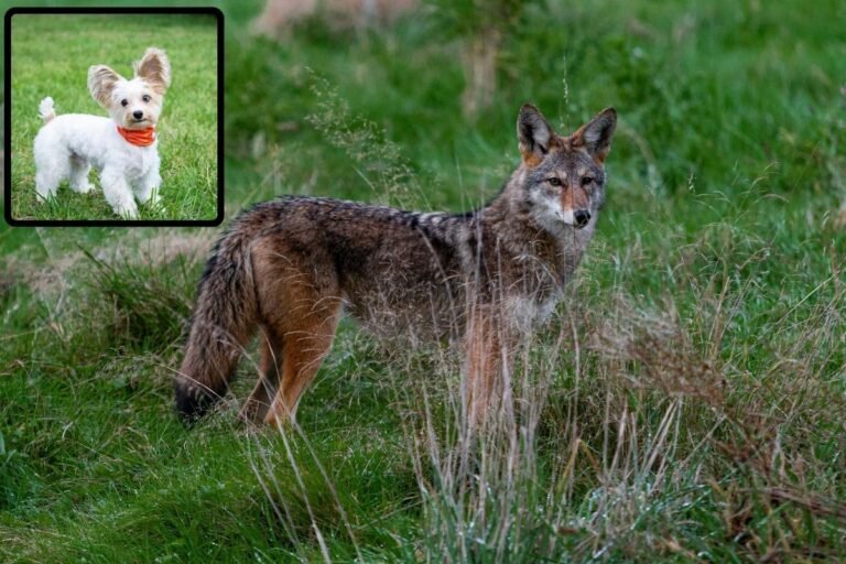 Rising coyote encounters in New Jersey: Pet safety tips