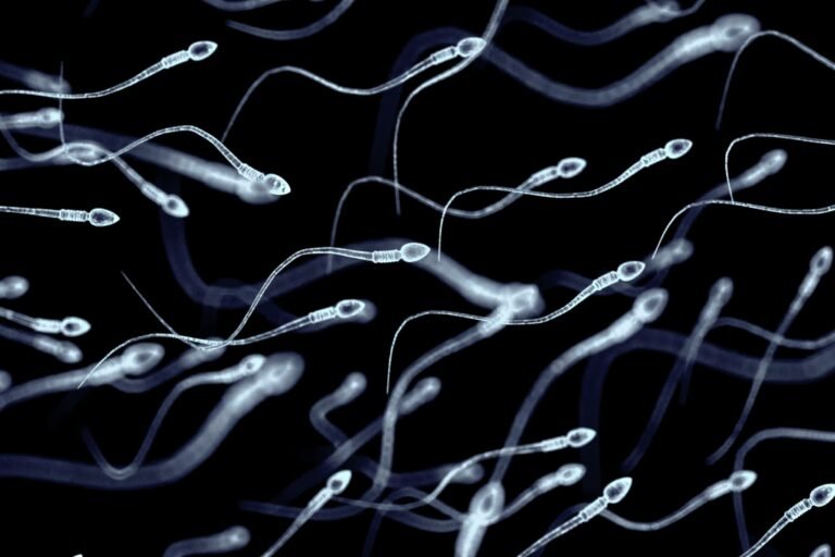 Scientists Discover a Hidden RNA “Aging Clock” in Human Sperm | University of Utah Health