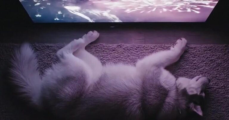 The Benefits of DOGTV: Entertainment and Stress Relief for Your Pup