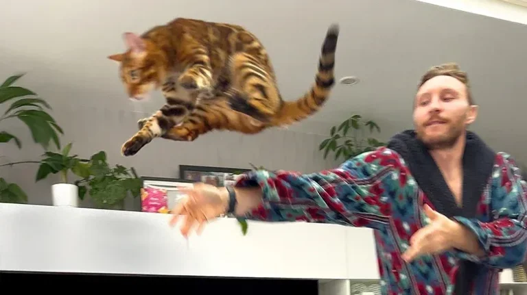 The Cats Who Forced Their Dad to Baby-Proof the Whole House