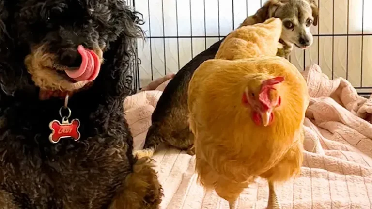 The Chicken Who Decided She's One of the Dogs