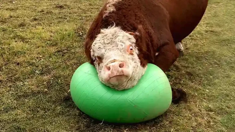 The Giant Bull Who Can't Stop Playing Ball