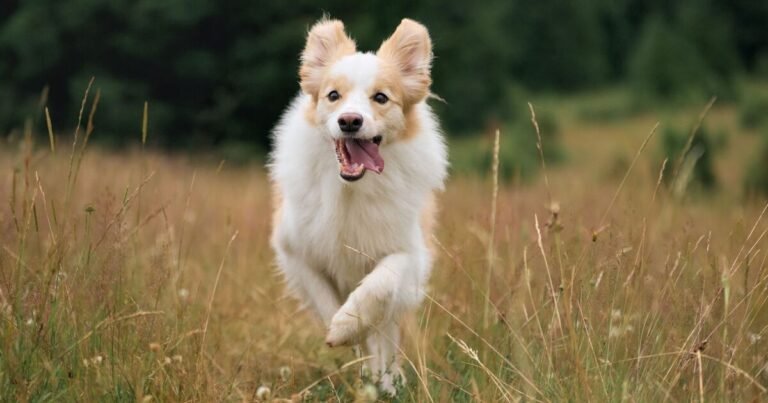 Vet urges pet owners to make 3 simple changes to 'extend dog's life'