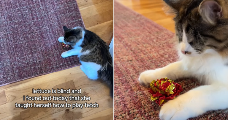 Video: Blind Cat Teaches Herself To Play Fetch