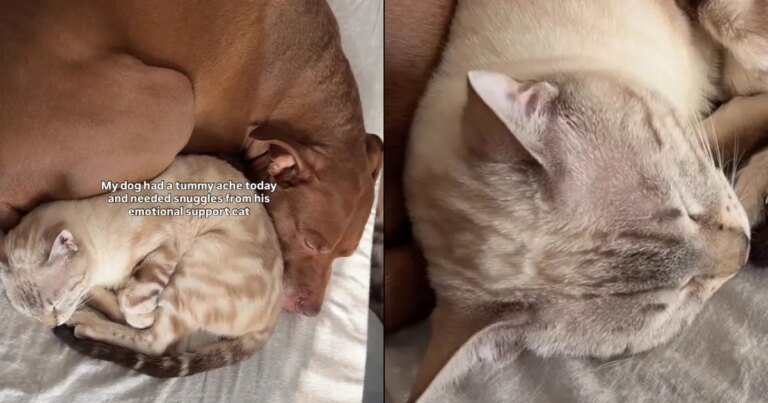 Video: Cat Comes to Dog’s Rescue During a Tummy Ache
