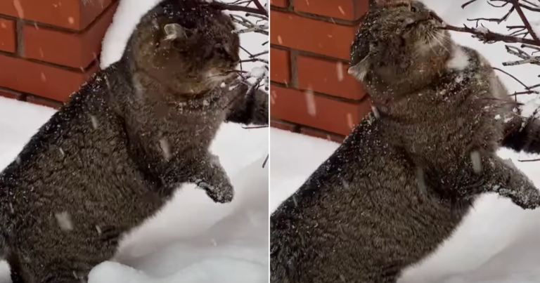 Video: Cat Is Loved by the Internet for How He Waits for His Owner