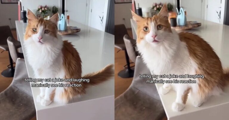 Video: Cat Just About Loses It After Hearing Mom’s Manic Laugh