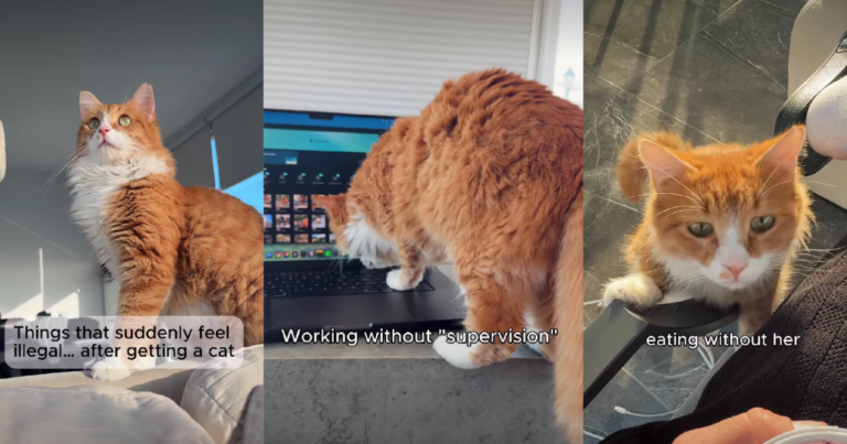 Video: Owner Lists 'Things That Feel Illegal' After Getting a Cat