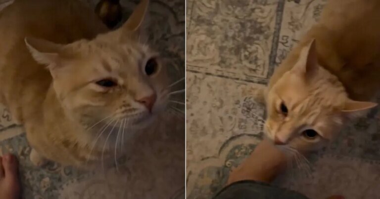 Video: Owner's Morning With Orange Cat Is Anything but ‘Peaceful'
