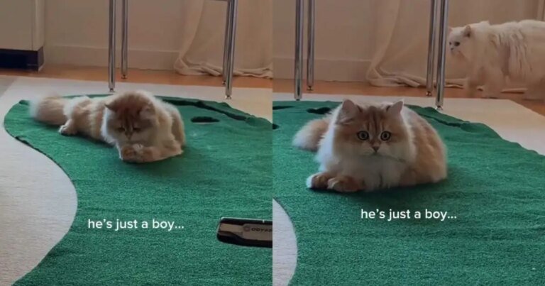 Video Shows Cat Interrupting Game of Golf in the Cutest Possible Way