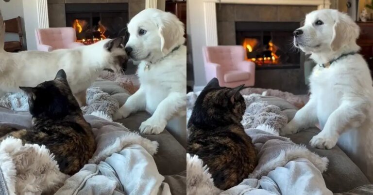 Video Shows Cats Being Super Friendly & Loving With Little Puppy