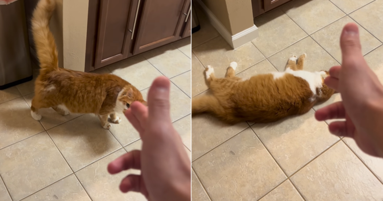 Video Shows Cat’s Dramatic Reaction to Dad Pretend Shooting Him