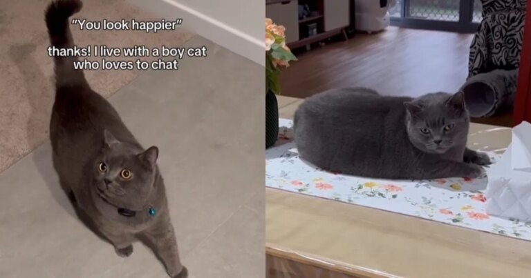 Video of Cat Shows How Chatty He Is
