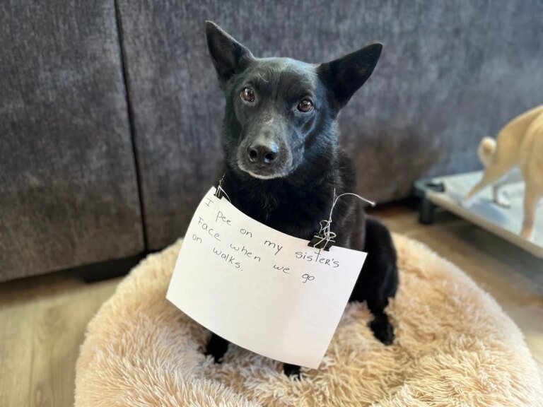 Black dog sitting on a plush dog bed indoors, wearing a paper sign around its neck with a handwritten message, looking calmly at the camera.