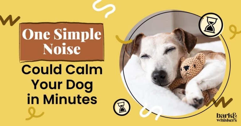 White Noise for Dogs - Calm Anxiety, Barking, Stress