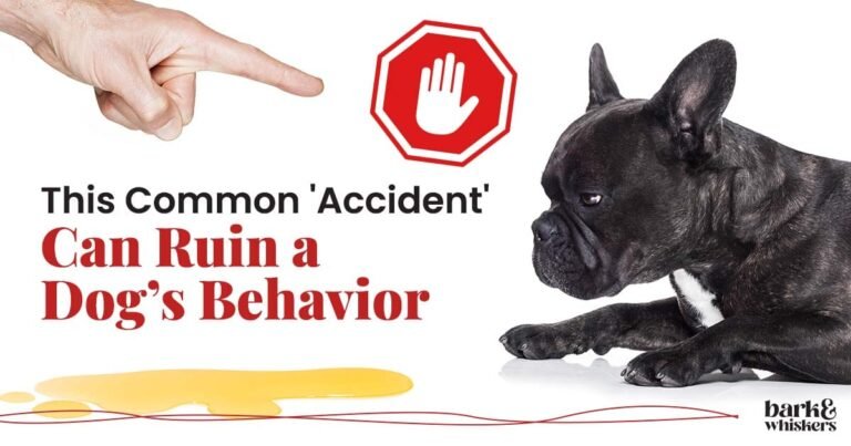 Why You Shouldn't Punish Your Dog for Urinary Incontinence